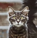Аватара пользователя