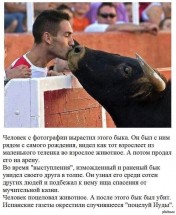 Человек целует быка на арене, зрители наблюдают