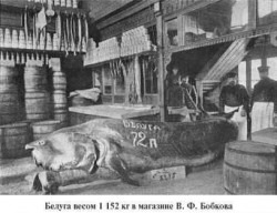 Магазин с белугой весом 152 кг и работниками