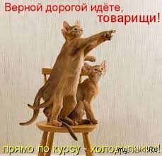 Два кота на стуле, один указывает вперёд