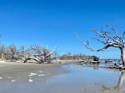 Пляж Driftwood Beach<br />Jekyll Island, Georgia