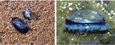 фото медузы Velella velella, Средиземное море Испания
