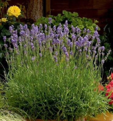 (Lavandula angustifolia/officinalis)