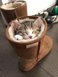 Котёнок спит в уютном ботинке