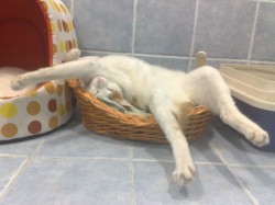 Кот, удобно устроившийся в корзине, спит
