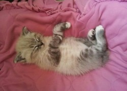 Спящий котенок на розовом одеяле