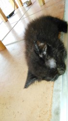 Черный котенок спит на плиточном полу
