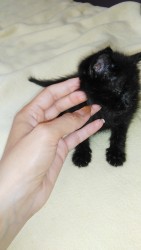 Черный котенок рядом с рукой человека на ткани